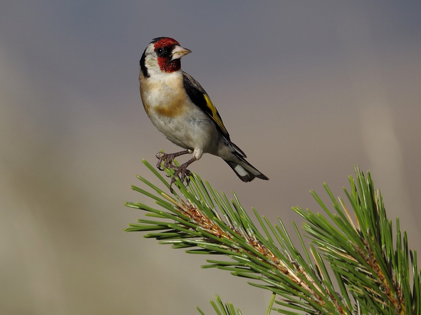 Cardellino ♂